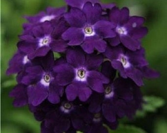 35+ Verbena Tuscany Violet with White Eye / Perennial / Flower Seeds.