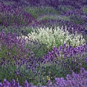 30+ Purple and White Lavender Mix / Perennial / Flower Seeds.