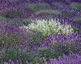 30+ Purple and White Lavender Mix / Perennial / Flower Seeds.