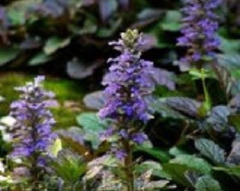 30+ Ajuga / Perennial / Flower Seeds.