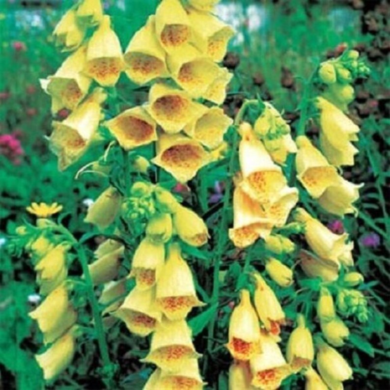 50 Yellow Foxglove Digitalis / Perennial / Flower Seeds. Etsy