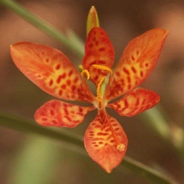 20+ Blackberry Lily / Leopard Lily / Drought & Heat Tolerant / Perennial / Flowes Seds.