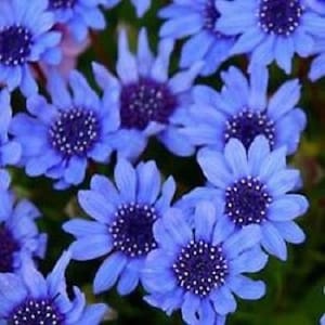 50+ Felicia Blues Blue Daisy / Vivaces / Graines de fleurs.