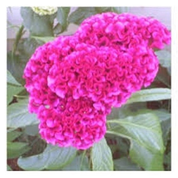 50 CELOSIA FLOWER SEEDS RESEEDING ANNUAL COCKSCOMB MULTI-COLORED MIX