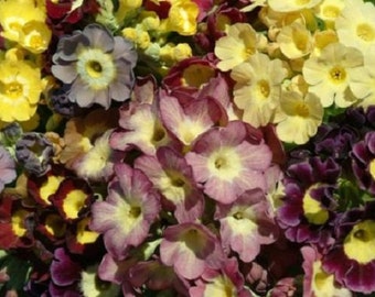 30+ Wiener Walzer Mix Primula / Primel / Staude / Blumensamen.