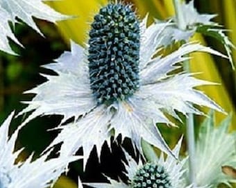 30+ Silver Ghost Sea Holly Eryngium / Perenne / Semillas de flores.