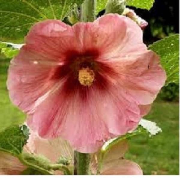 50+ Salmon Color Giant Hollyhock / Alcea Rosea / Perennial / Flower Seeds.