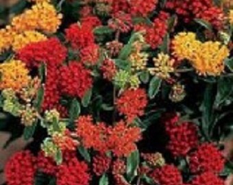 30+ Mix Asclepias Butterfly Weed / Perennial / Flower Seeds.