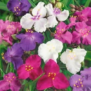 30+ Tradescantia Dreipassige Mix/ Staude/Blumensamen.