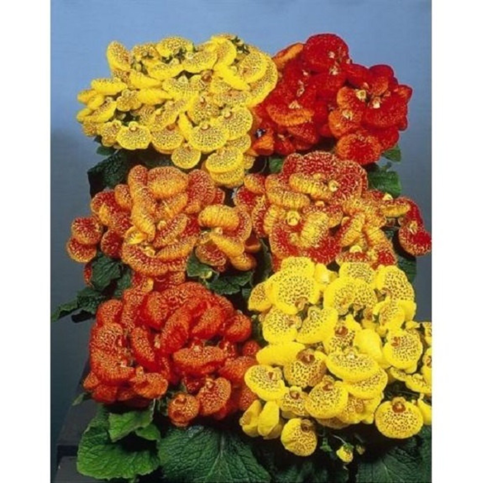25 Calceolaria Pocketbook Plant / Annual / Flower Seeds. Etsy
