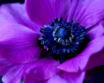 30 + Purple Anemone / Perennial / Flower Seeds.