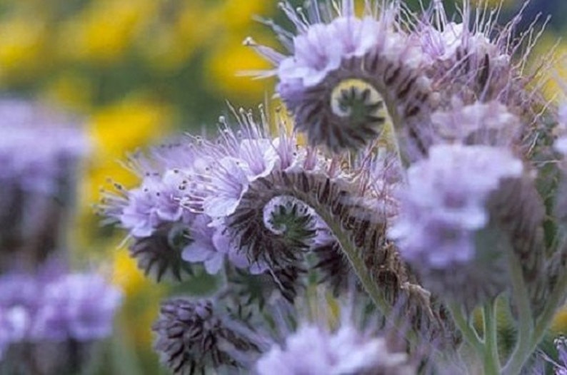 75 Purple Lacy Fiddleneck Tansy / Phacelia / Long Lasting