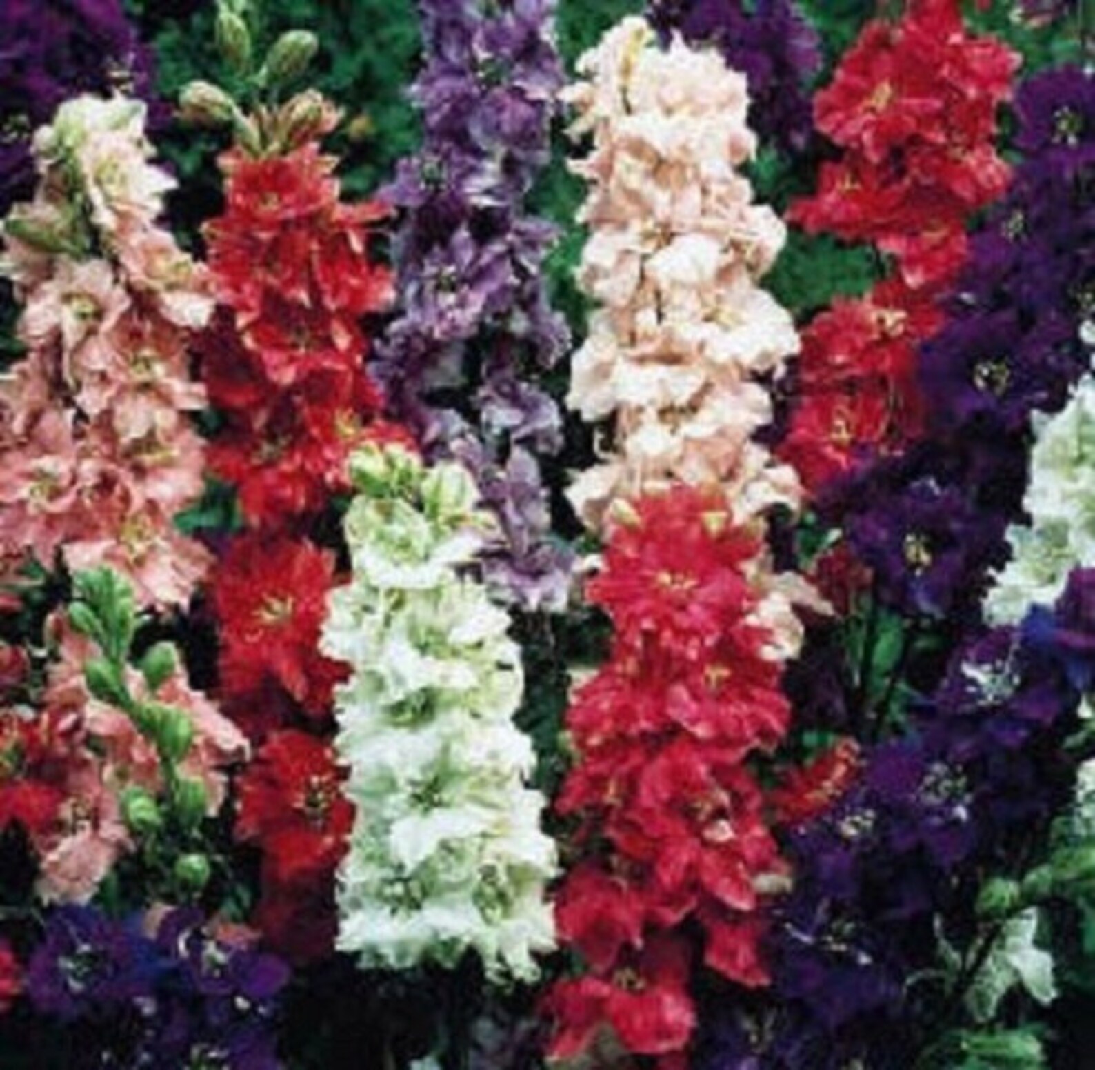 40 Giant Larkspur Imperial Mix / Early Blooming / Perennial / Etsy