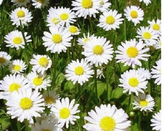 100+ White Roman Chamomile / Perennial / Flower Seeds.