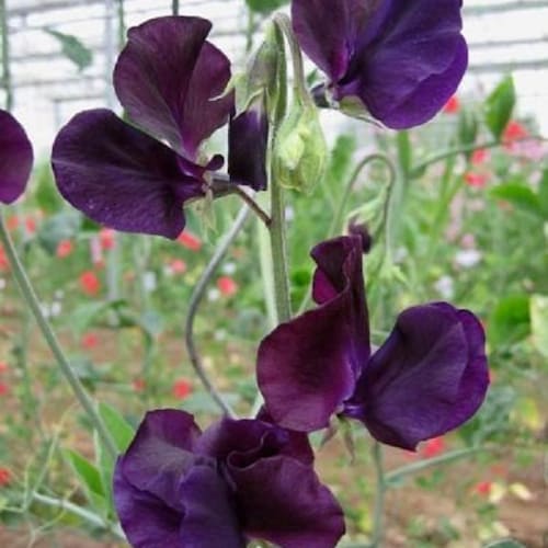 ROSE WHITEWATER Fragrant Bed Plant Garden Flower 10 50 250 Etsy