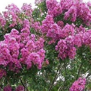 Op de afbeelding: Een levendige roze crepe myrte boom in volle bloei. De boom is bedekt met trossen van delicate roze bloemen.