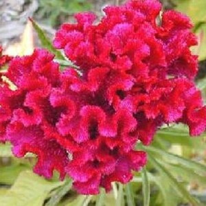 30+ Toreador Cockscomb Celosia / Self-Seeding Annual / Flower Seeds.