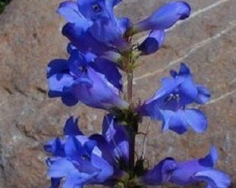 May include: A close-up of a cluster of blue flowers with five petals each. The flowers are arranged in a vertical line, with the largest flower at the top and the smallest flower at the bottom. The flowers are growing on a green stem.
