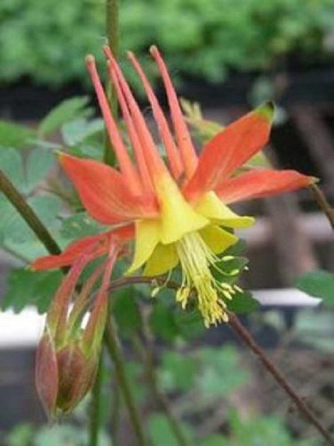 25 Aquilegia Tequila Sunrise / Columbine / Long-lasting Perennial