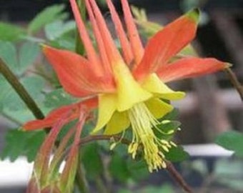 25+ Aquilegia Tequila Sunrise / Columbine / Long-Lasting Perennial / Flower Seeds.