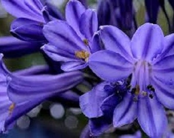 25+ Agapanthus Purple Lily Of The Nile / Perennial / Flower Seeds.