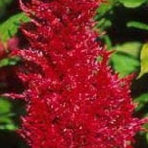 40+ Red Flamingo Plumed Celosia / Self-Seeding Annual / Flower Seeds.