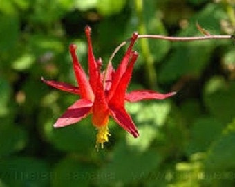 25+ Scarlet Red Columbine Aquilegia / Perennial / Flower Seeds.