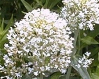 40 Red Jupiter's Beard Centranthus Flower Seeds / Perennial - Etsy