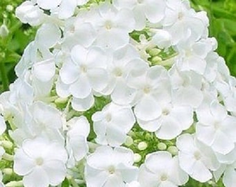 Könnte beinhalten: Ein Büschel weißer Phlox-Blüten in voller Blüte. Die Blüten sind in einer dichten, runden Form angeordnet, mit vielen Blütenblättern und einem zarten, süßen Duft.