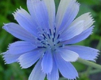 100+ Chicory Brilliant Blue / Daisy-Like / Perennial / Flower Seeds.