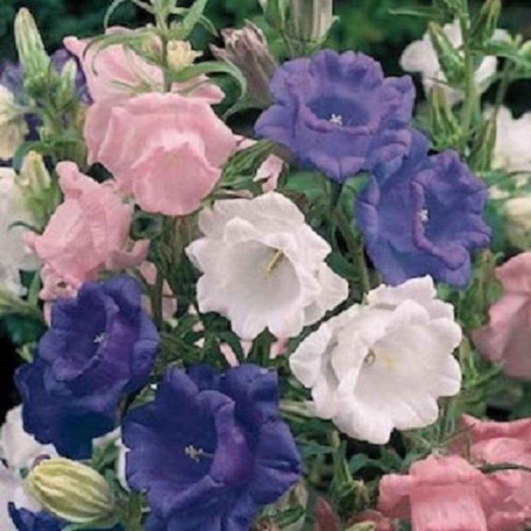 50+ Cup and Saucer Mix Campanula / Canterbury Bells / Perennial