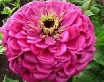 35+ Lilac Zinnia Binary's Giant / Annual / Flower Seeds