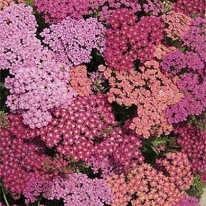 50+ Summer Berries Mix Achillea / Yarrow / Deer Resistant / Perennial / Flower Seeds.