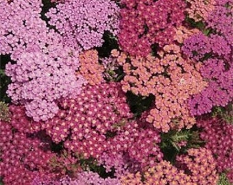 50+ Summer Berries Mix Achillea / Yarrow / Deer Resistant / Perennial / Flower Seeds.