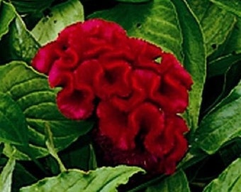 30+ Red Celosia Cockscomb / Reseeding Annual / Flower Seeds.
