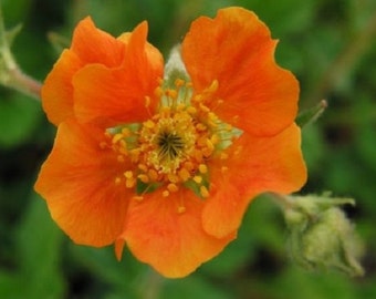 50+ Tangerine Orange Geum / Perennial / Flower Seeds.