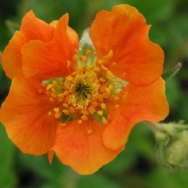 50+ Tangerine Orange Geum / Perennial / Flower Seeds.