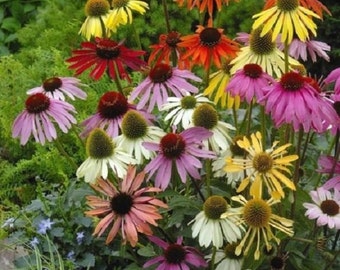 25+ Lustre Mix Cone-Flower Echinacea / Perennial / Flower Seeds.