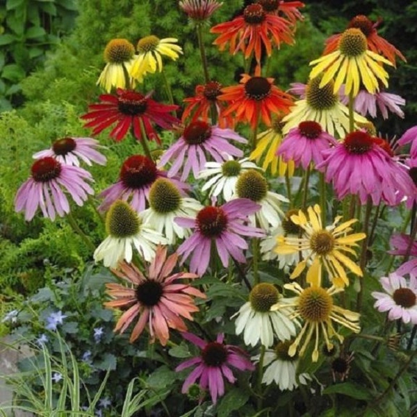 25+ Lustre Mix Cone-Flower Echinacea / Perennial / Flower Seeds.