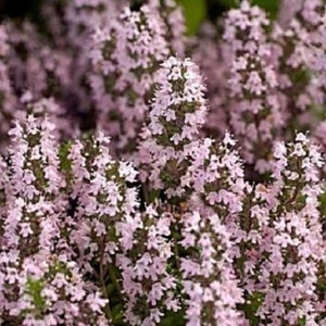 75+ Thyme / Thymus / Vulgaris / Herb / Perennial / Flower Seeds.