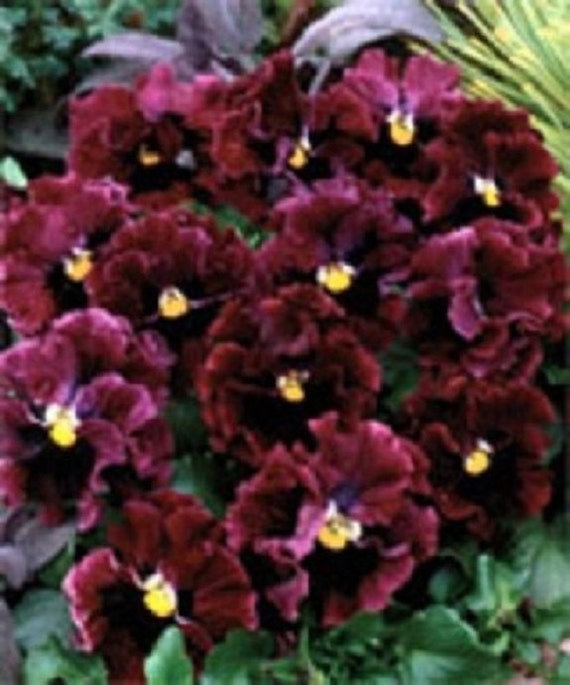 30+ Pansy Burgundy Frizzle Sizzle / Ruffled / Annual / Flower Seeds.