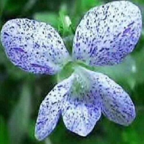 30 Viola Freckles / Deer Resistant / Perennial / Flower Etsy