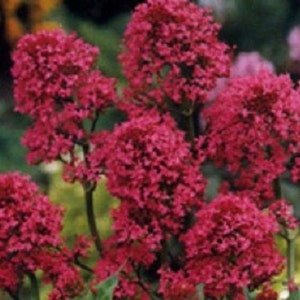May include: A close-up of a cluster of vibrant pink flowers. The flowers are densely packed together, creating a lush and colorful display. The flowers are in bloom, with their petals fully open and showing off their delicate beauty.