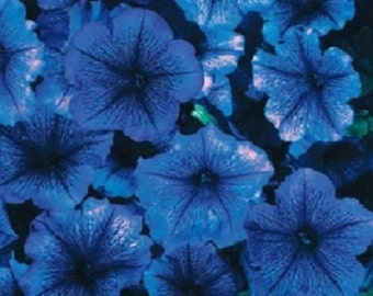 thumbnail interactive-video image 1 of 100+ Perilla Frutescens Flower Seeds - Annual, Sweet Flavor, 2000 Times Sweeter Than Sugar, Fresh 1 of 2