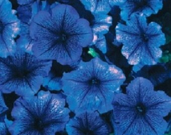 100+ Perilla Frutescens Flower Seeds - Annual, Sweet Flavor, 2000 Times Sweeter Than Sugar, Fresh