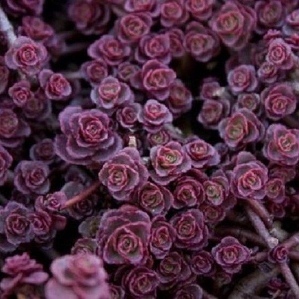 50+ Purple Carpet Sedum / Semillas tolerantes a la sequía / Perennes / Flores.