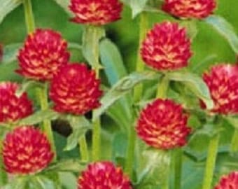 40+ Strawberry Fields Gomphrena / Annual / Flower Seeds.