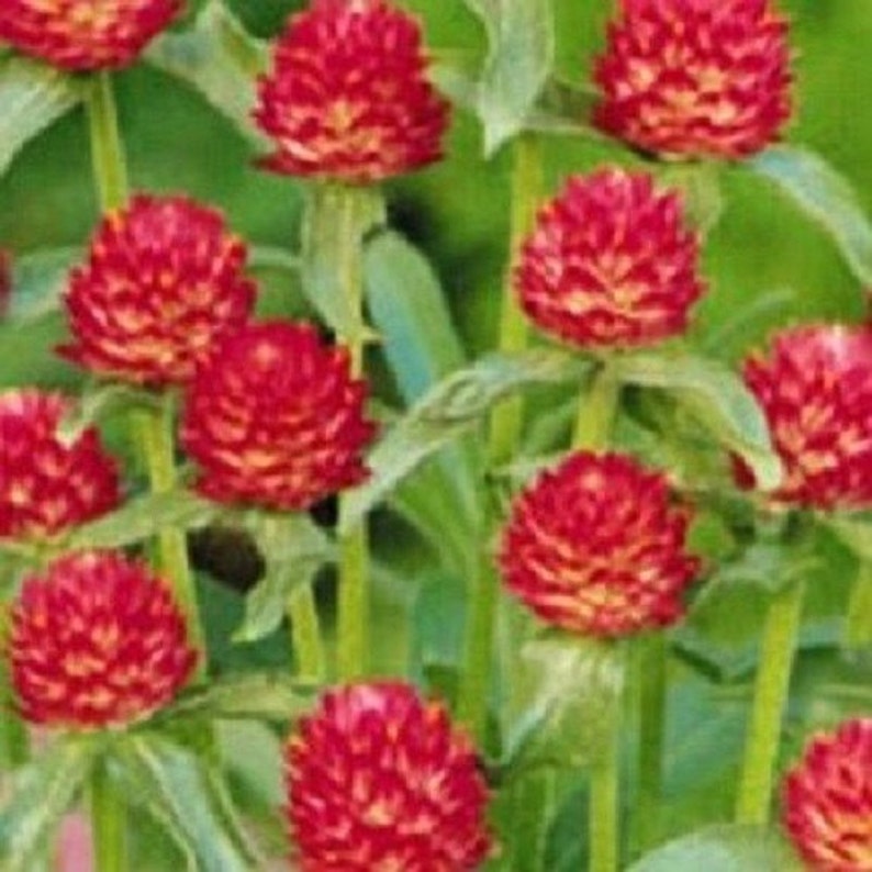 40 Strawberry Fields Gomphrena / Annual / Flower Seeds. Etsy