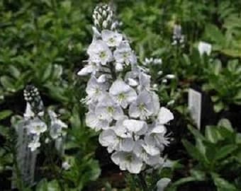 50+ Pure White Veronica / Speedwall / Perennial / Flower Seeds.