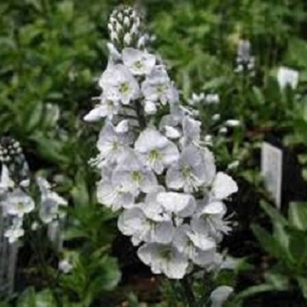 50+ Pure White Veronica / Speedwall / Perennial / Flower Seeds.